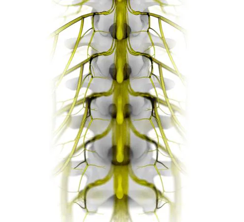 Human_Spinal_Cord-U30877676553G9-U50133005271u5D-510x450@abc.jpg