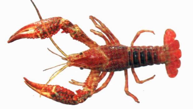 Cangrejo rojo