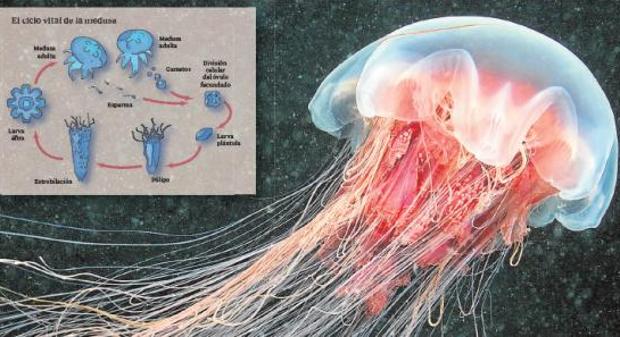 La invasión silenciosa