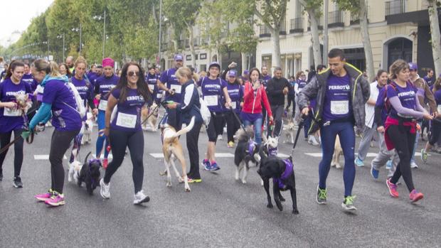 Mascotas en la edición anterior de «Perrotón»