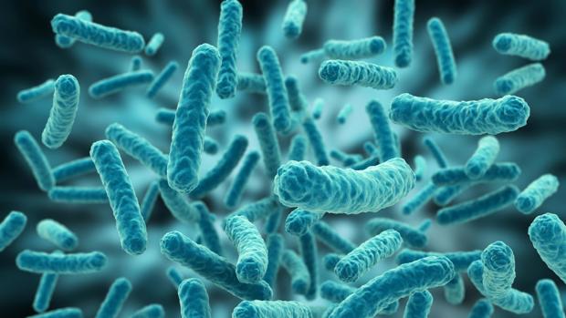 Bacterias del género del lactobacilos al microscopio