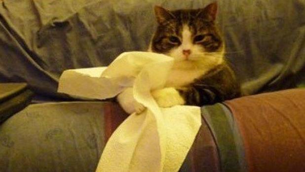 ¿Cómo se contagian los gatos de interior?