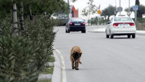 La Policia Encuentra Once Cachorros De Perro Abandonados En Un Contenedor De Badajoz