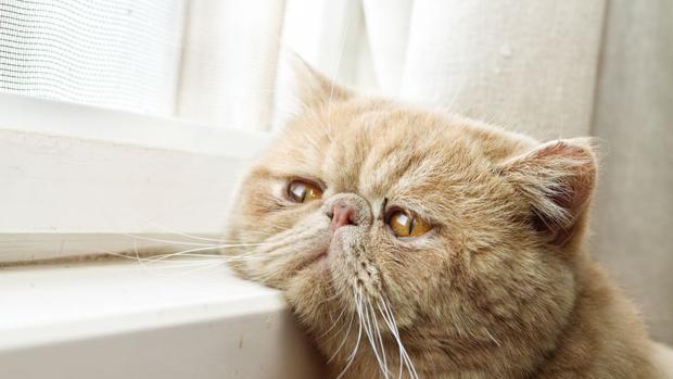 por que mi gato hace caca en la cama