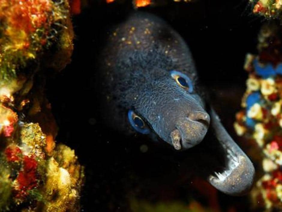 Mas De 50 Peces Morena Han Aparecido Muertos Este Mes De Agosto En Las Playas De Ibiza