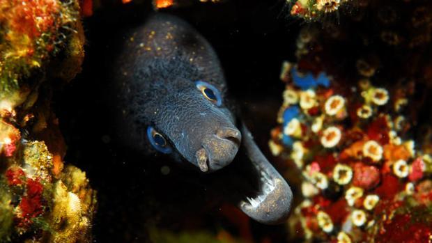 Mas De 50 Peces Morena Han Aparecido Muertos Este Mes De Agosto En Las Playas De Ibiza