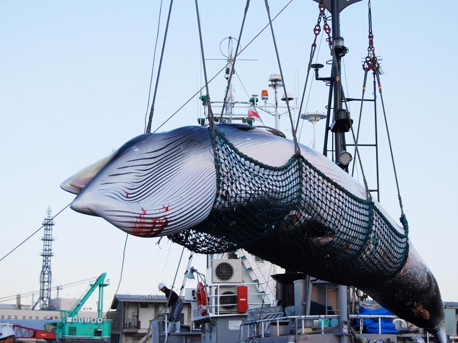 Para Que Se Cazan Las Ballenas