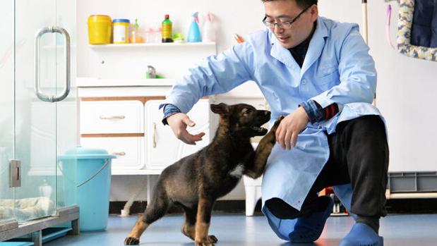 Kunxun, el perro clonado en China, juega con uno de los científicos