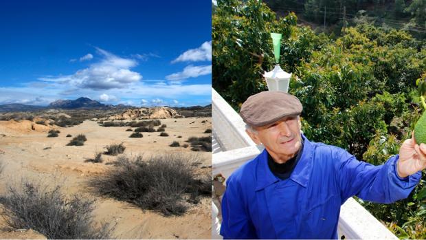 Zona alicantina en la que se han abandonado los cultivos y, a la derecha, Toni Llorca frente a los cultivos de aguacates en Callosa d'En Sarrià