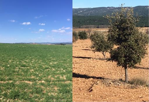 Los terrenos de Ismael Sanz han pasado de tener cereal a tener encina trufera