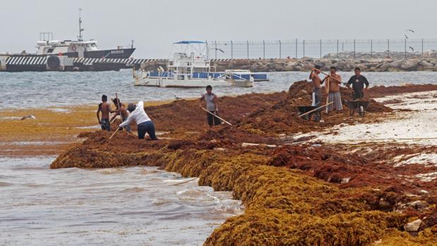 Pescadores limpian del sargazo sus playas este lunes en la población de Puerto Morelos, en el estado de Quintana Roo
