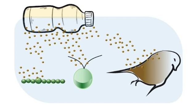 Los plásticos biodegradables también se degradan y afectan a la naturaleza