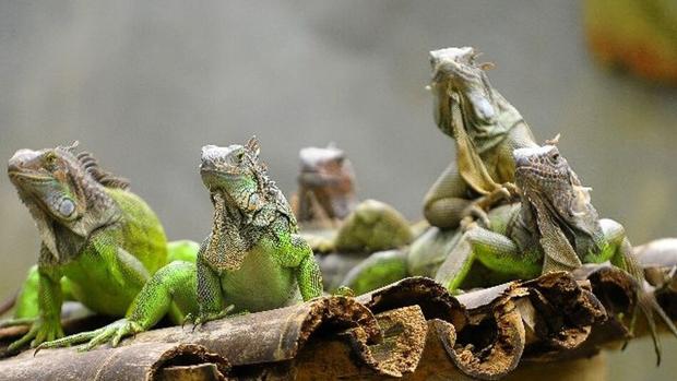 Las iguanas están causando estragos en Florida