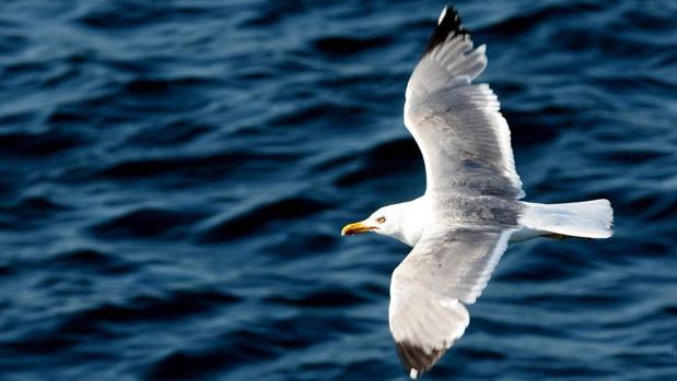 Gaviota