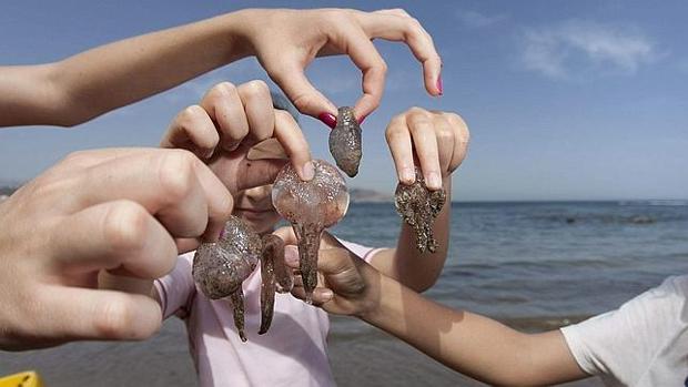 Medusas en Una playa de Canarias