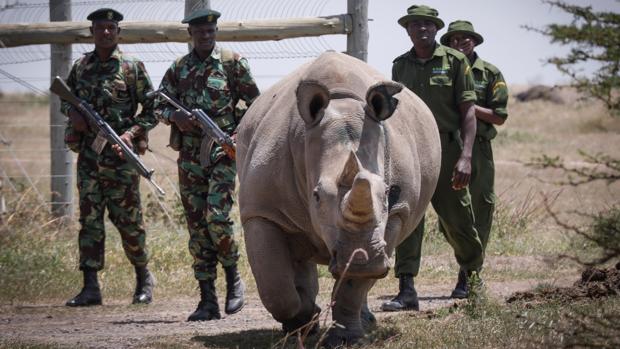 Fatu, una de las dos últimas rinocerontes blancas en la Reserva Ol Pejeta, en Kenia