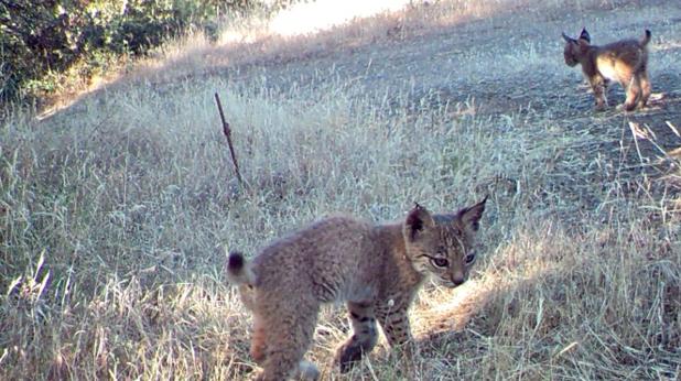 Los cachorros de lince ibérico en libertad