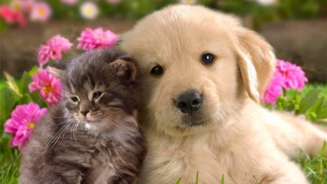 Es Mas Barato Mantener A Un Perro O A Un Gato