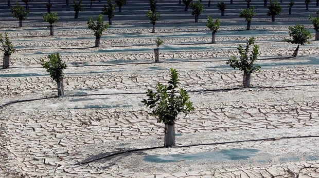 Huerta de Orihuela afectada por la falta de precipitaciones
