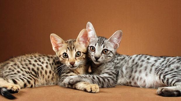 Gatos híbridos, la última moda de cruzar animales que le ha costado 30.000 dólares a Justin Bieber