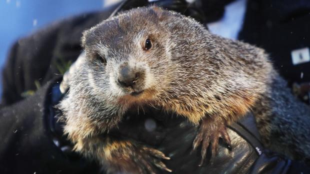 Un año más, Phis ha hecho su pronóstico en el Día de la Marmota 2020