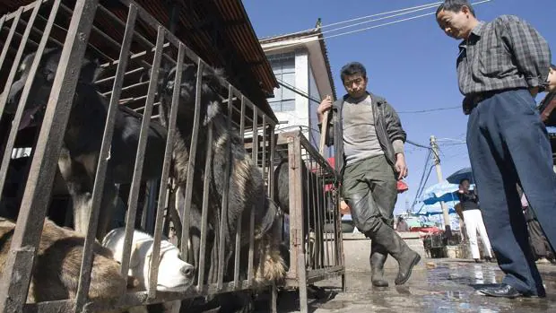 Varios perros dentro de una jaula esperan a ser sacrificados mientras un cliente elige uno en Lijiang (China)
