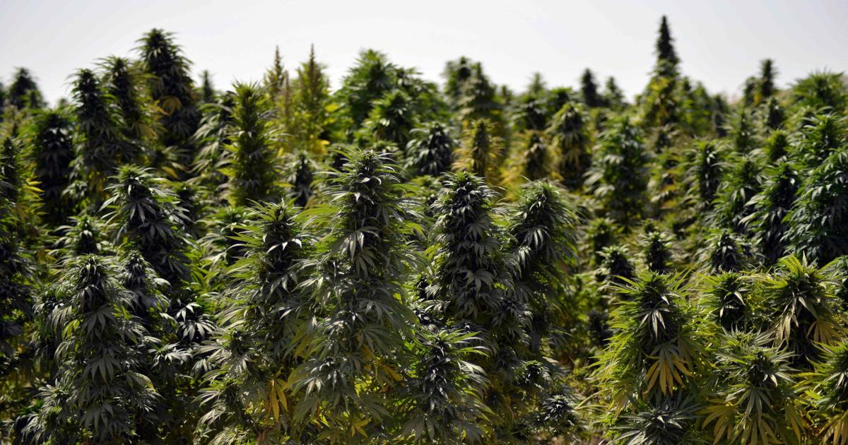 Alemania se prepara para legalizar el cannabis