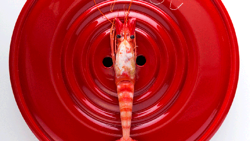 Gamba Roja de Dénia hervida en agua de mar