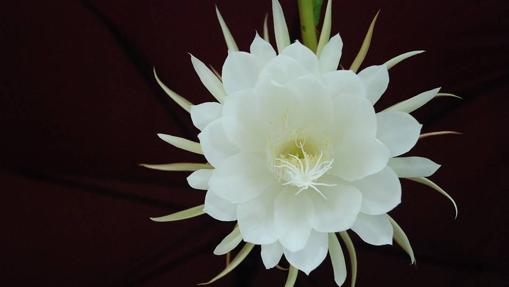 La flor de Kadupul