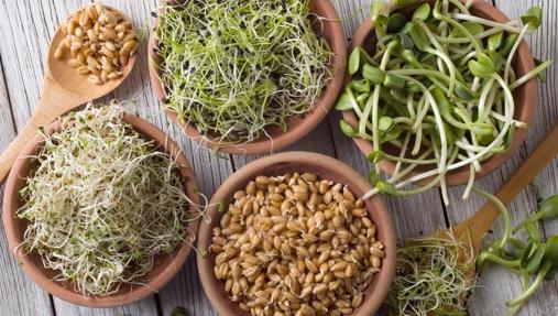 Brotes y germinados, un diminuto tesoro nutricional