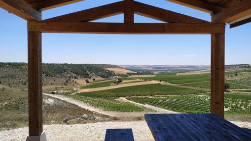 Vista de los viñedos de Emilio Moro