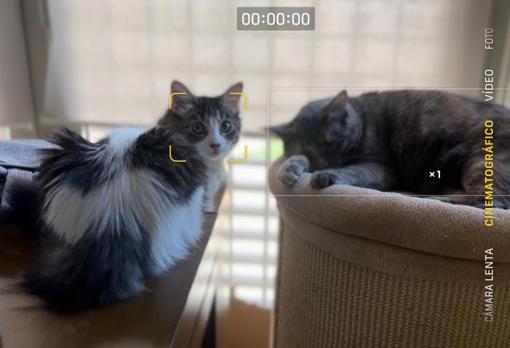 Cinematic mode recognizes animals and people and allows the user to select which to focus on during recording