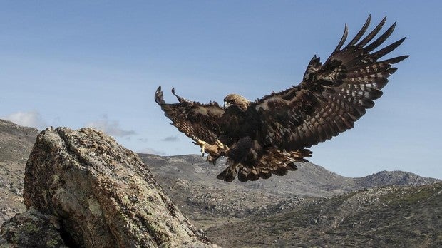 Águila real, en Salamanca